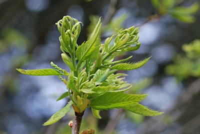 Castanea sativa 'Asplenifolia' - kaštanovník jedlý 'Asplenifolia' - jarní výhonky (2)